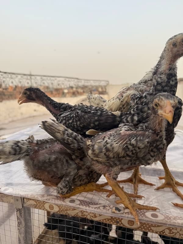 shamo chicks for sale age 45 days 1