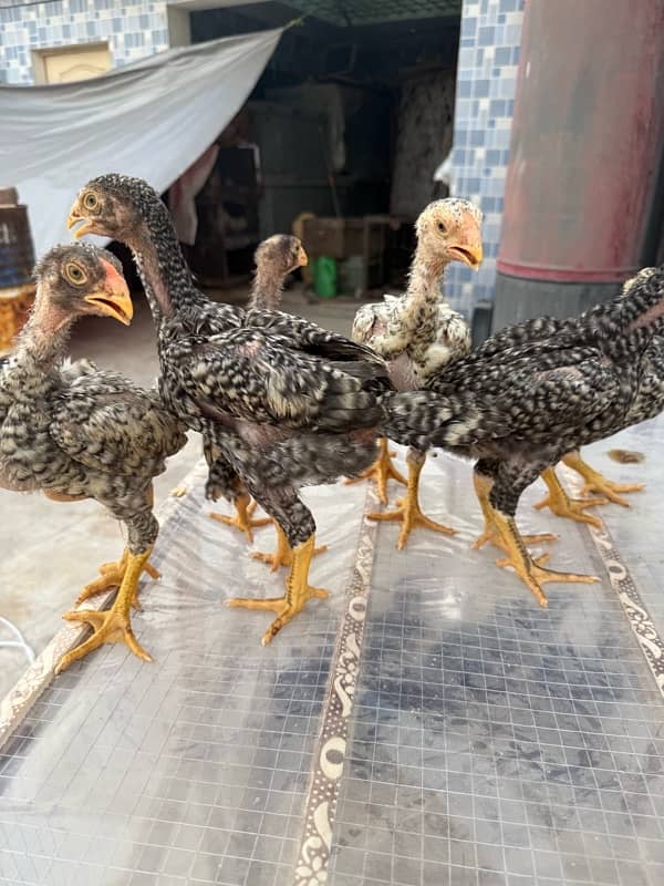shamo chicks for sale age 45 days 4