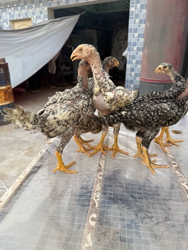 shamo chicks for sale age 45 days 5