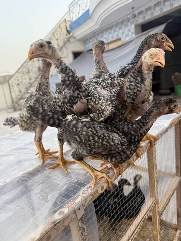 shamo chicks for sale age 45 days 7