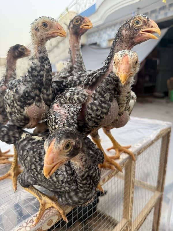 shamo chicks for sale age 45 days 8