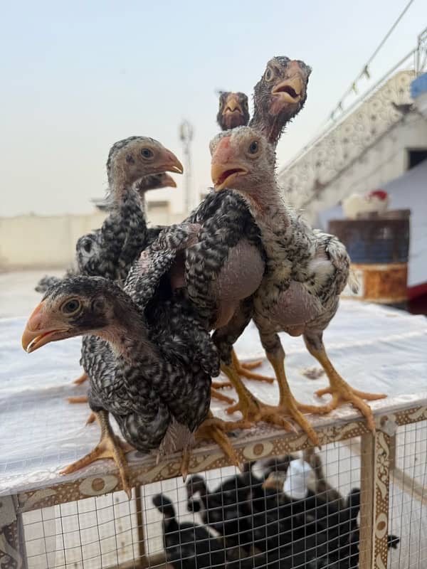 shamo chicks for sale age 45 days 9