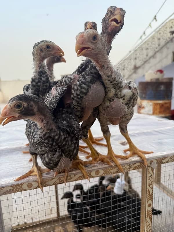 shamo chicks for sale age 45 days 10