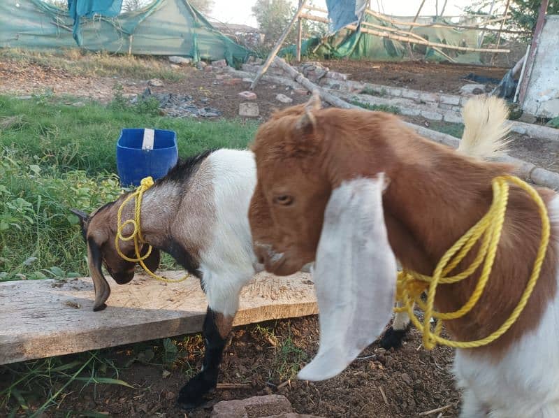 2 goat's urgent sale 0