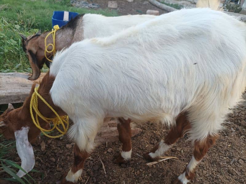 2 goat's urgent sale 1