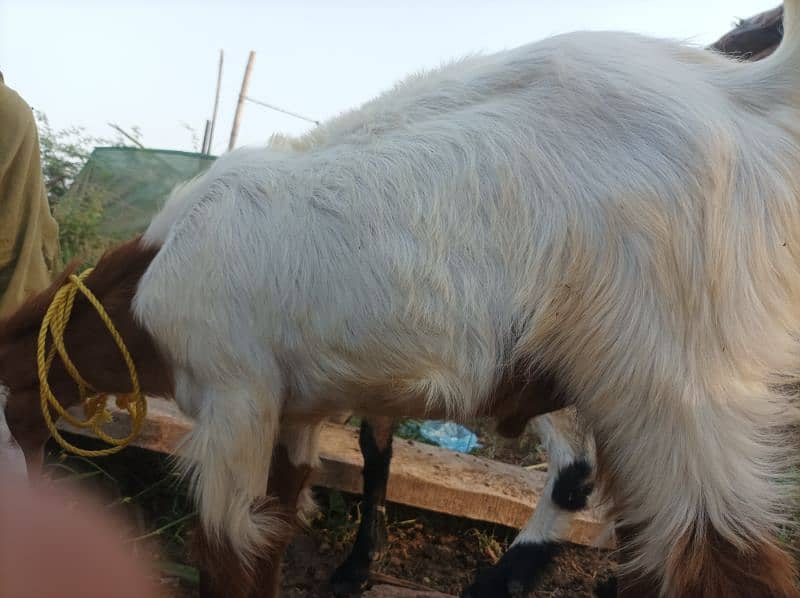 2 goat's urgent sale 2