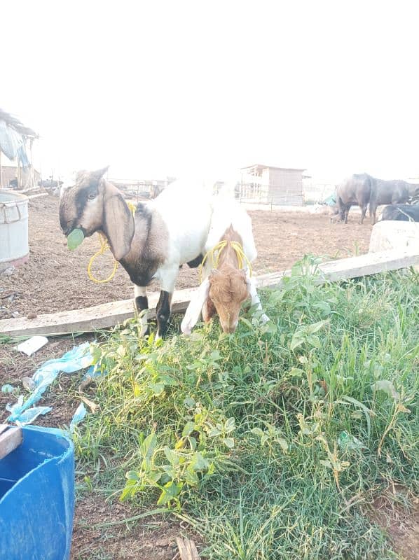 2 goat's urgent sale 6