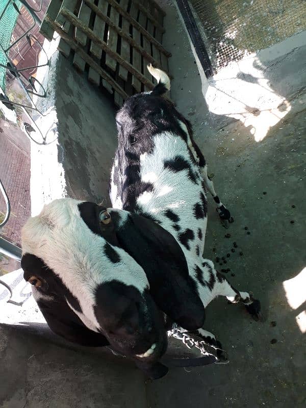 Makhi cheeni Goat 1