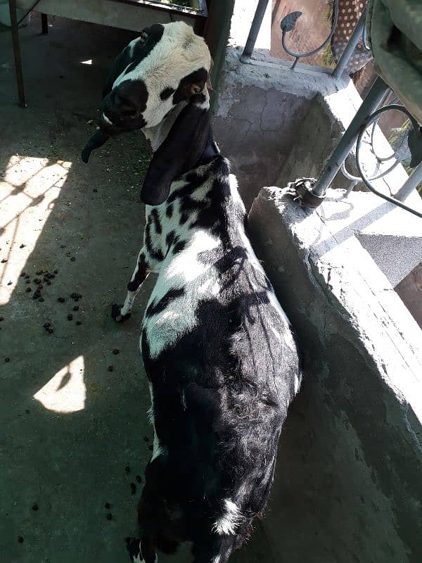 Makhi cheeni Goat 2
