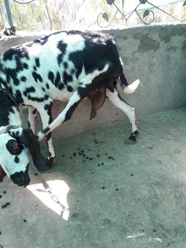 Makhi cheeni Goat 3