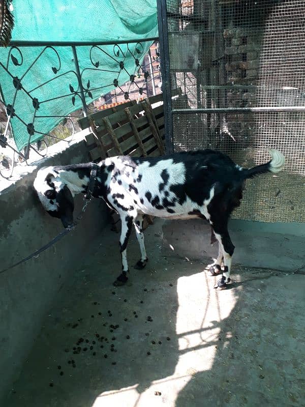 Makhi cheeni Goat 5