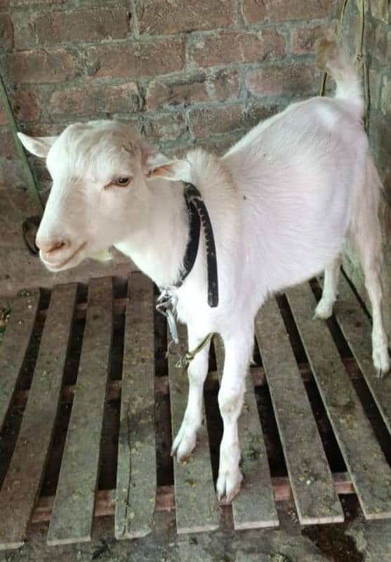 Makhi cheeni Goat 6
