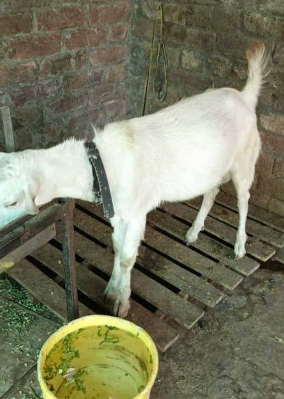 Makhi cheeni Goat 7