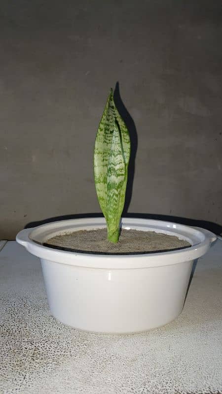 Snake Plant With Beautiful Pot 0
