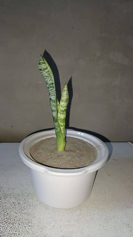 Snake Plant With Beautiful Pot 1