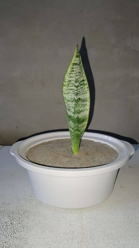 Snake Plant With Beautiful Pot 2