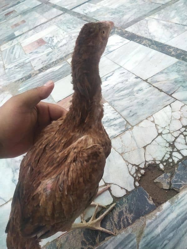 shamoo aseel murgi for sale 2000 age 5 month 1