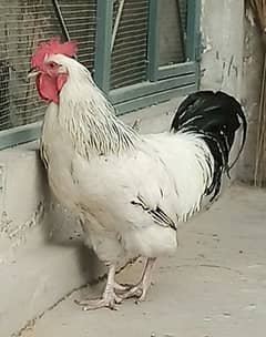 Light Sussex pairs for sale