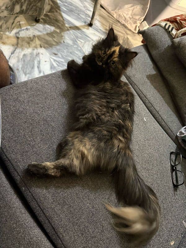 Persian Cat 0