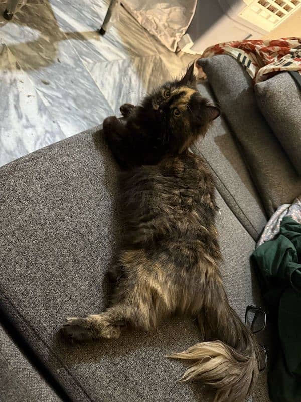 Persian Cat 1