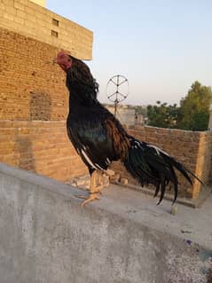 Aseel lasani 2700 gram