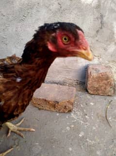 sendi