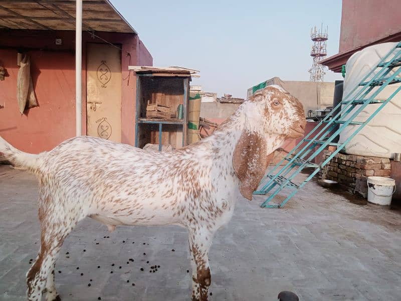 Makhi chenay Bakray 0