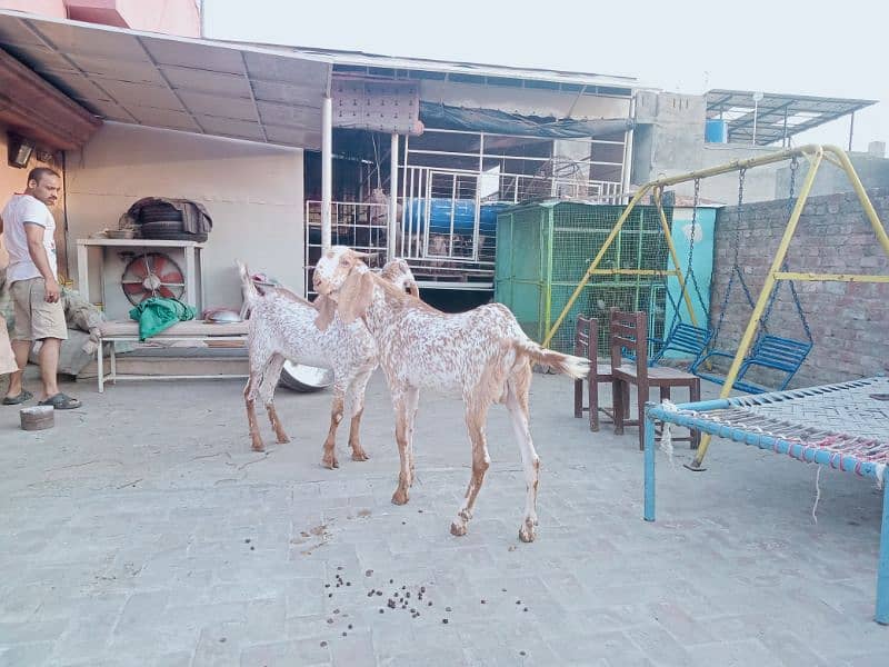 Makhi chenay Bakray 3