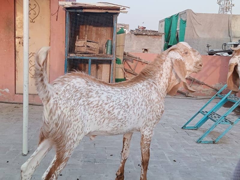 Makhi chenay Bakray 4