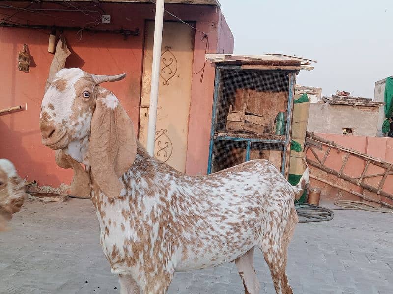 Makhi chenay Bakray 5