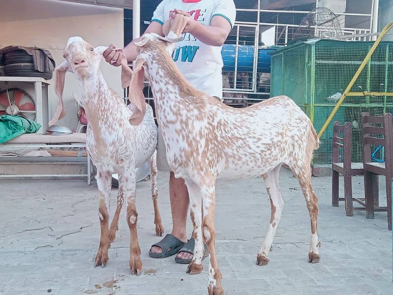 Makhi chenay Bakray 6