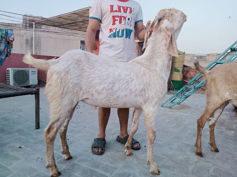 Makhi chenay Bakray 7