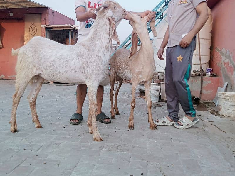 Makhi chenay Bakray 9
