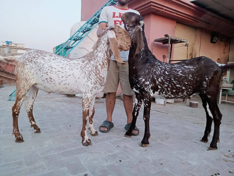 Makhi chenay Bakray 10