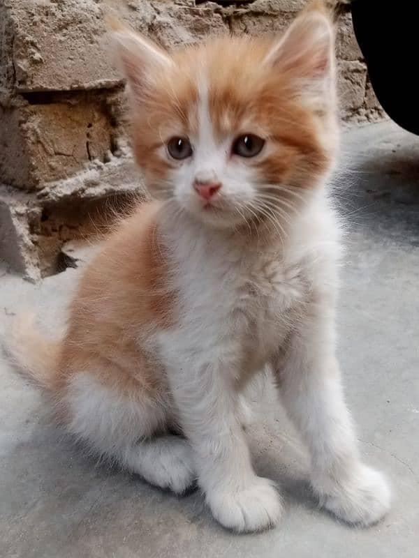 multi colour Persian kitten 0