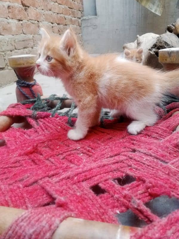 multi colour Persian kitten 1