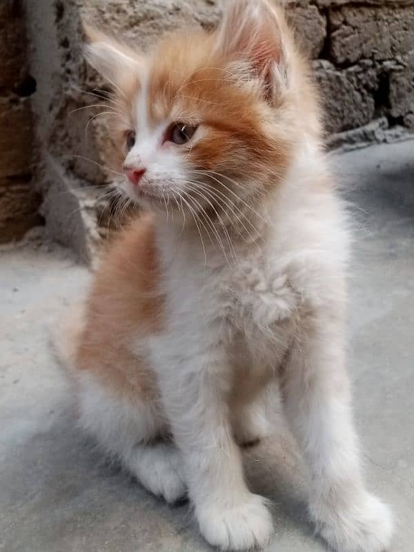 multi colour Persian kitten 2