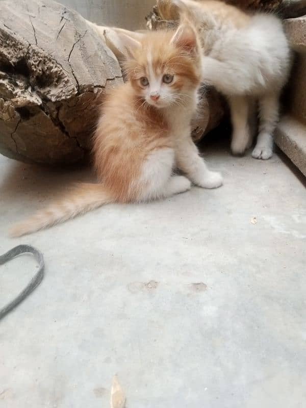 multi colour Persian kitten 3