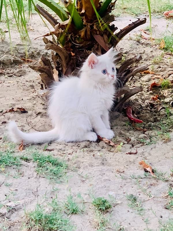 Persian pair good quality for sale 0