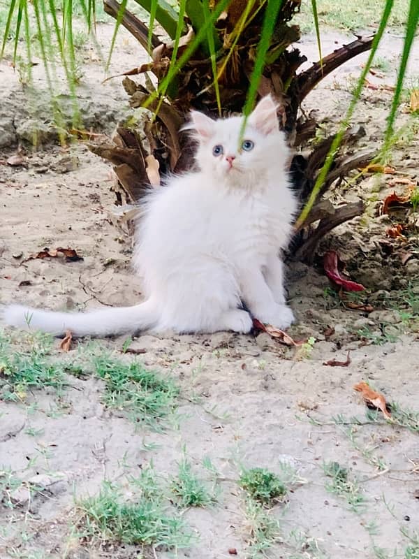 Persian pair good quality for sale 1