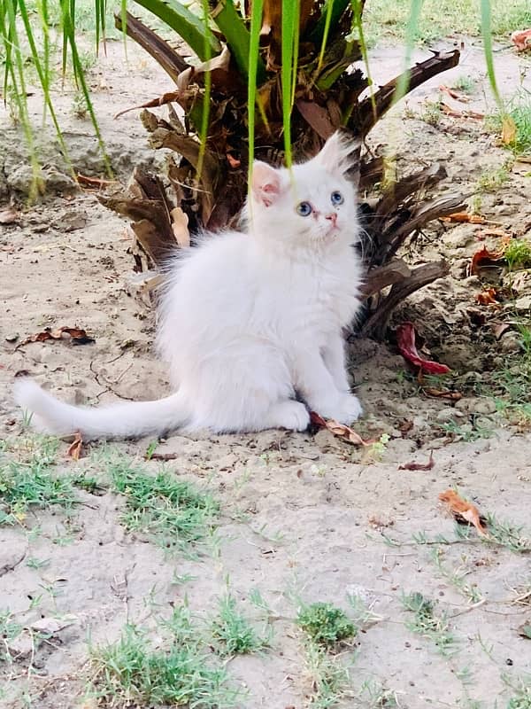 Persian pair good quality for sale 2