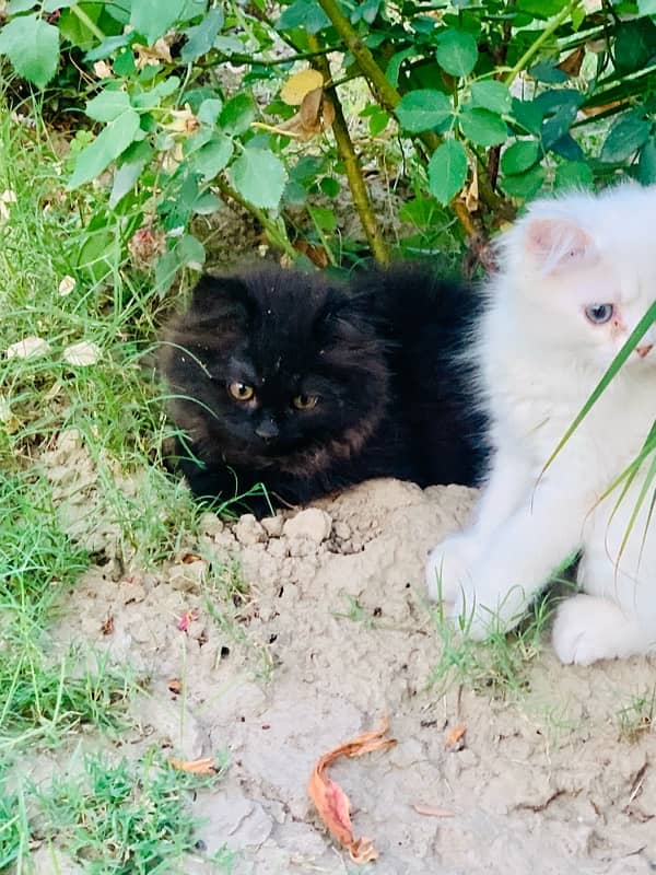 Persian pair good quality for sale 3
