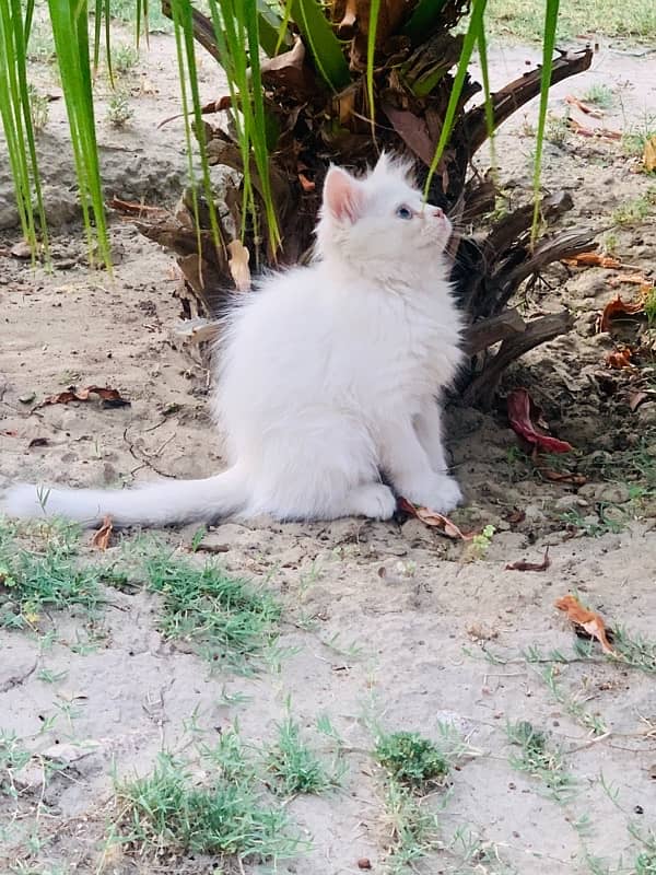 Persian pair good quality for sale 4