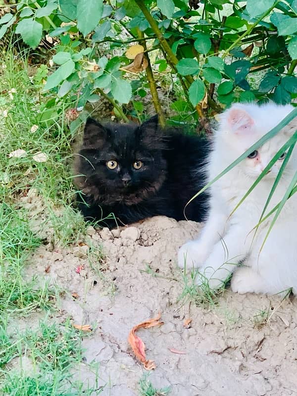 Persian pair good quality for sale 5