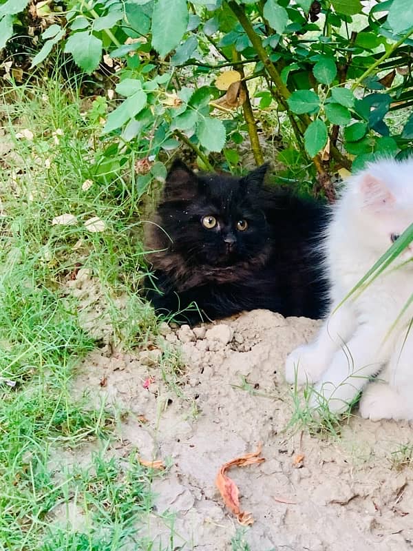 Persian pair good quality for sale 6