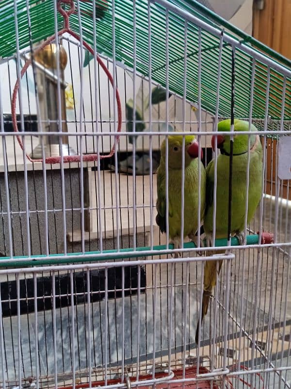 *Vibrant Green 3-Year-Old Parrot for Sale!* 0