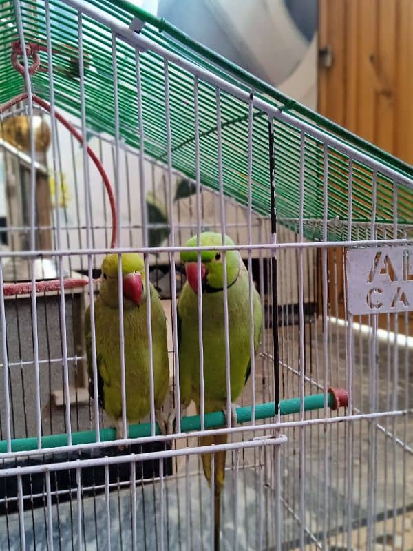 *Vibrant Green 3-Year-Old Parrot for Sale!* 1