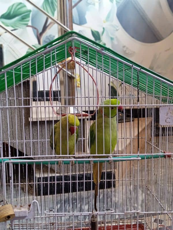 *Vibrant Green 3-Year-Old Parrot for Sale!* 2