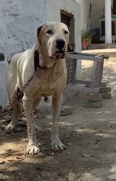 bully dog contact 03241530053