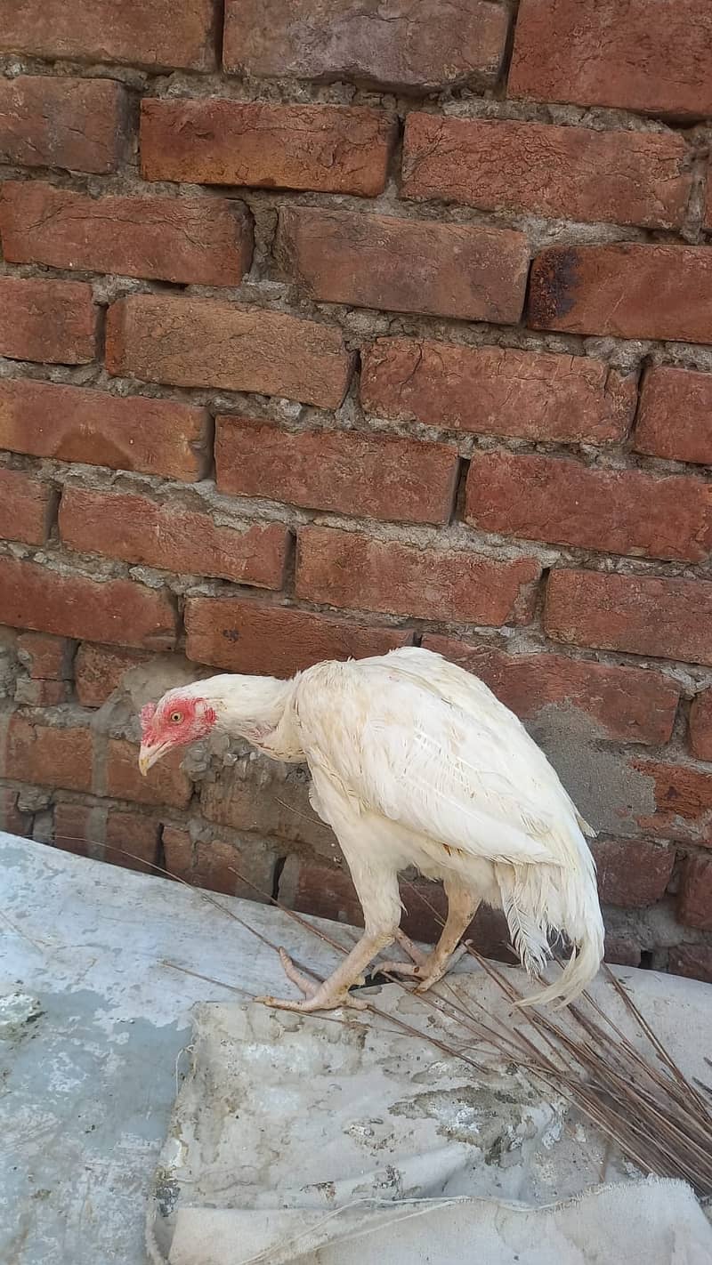 Aseel Shamo | Heera Aseel  | adult Male For Sale 3